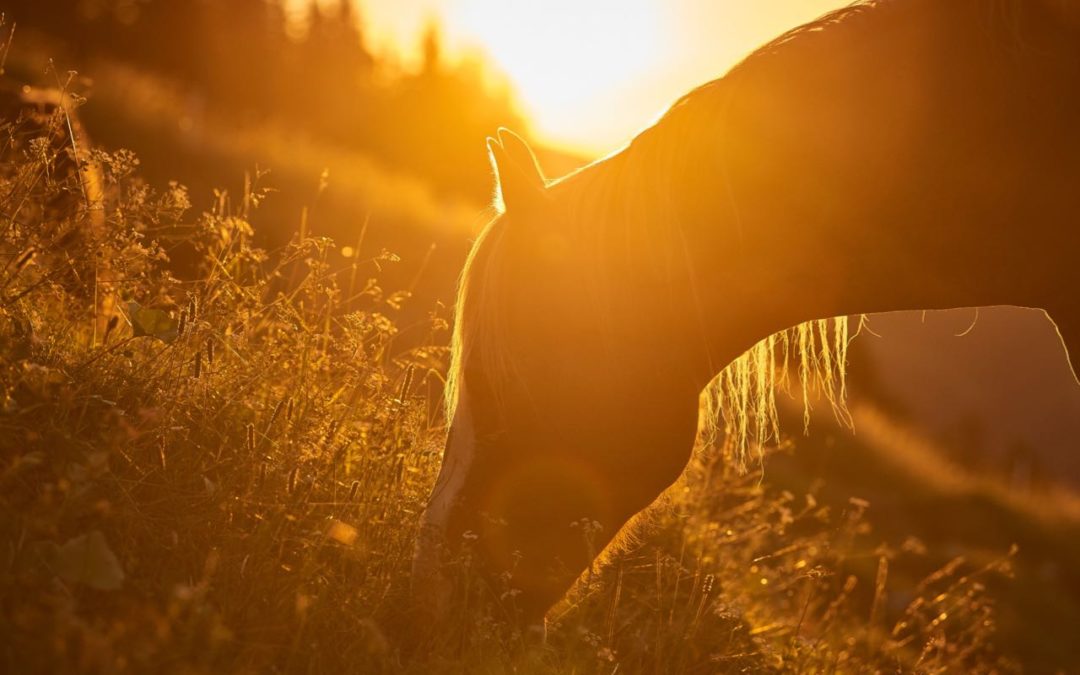 Vom Mädchen zur jungen Frau – Ein Übergangsritual mit Pferden – Teil 4